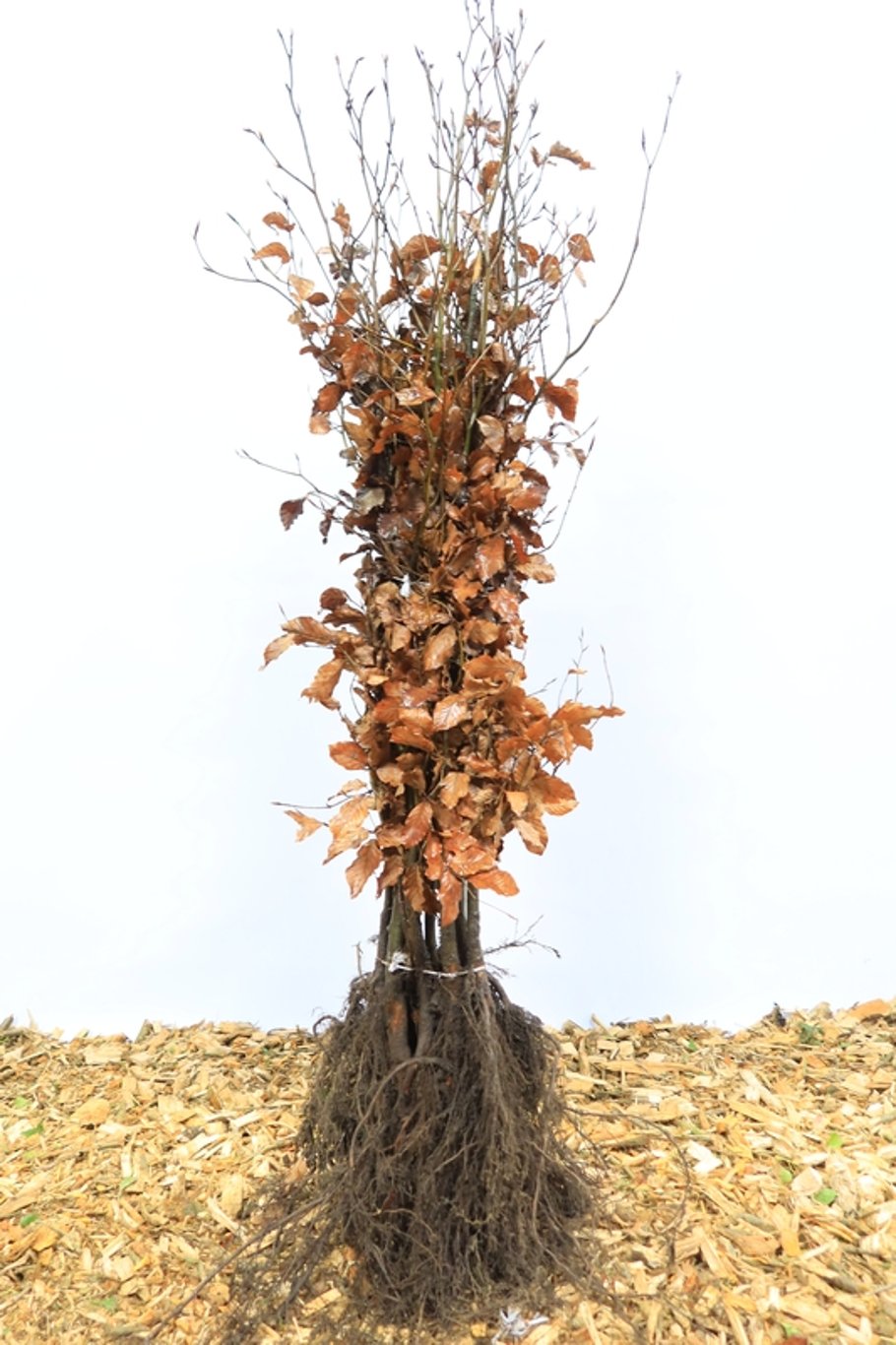 Fagus syl. 'Atropunicea' - 100-120 CM bare root 1/2